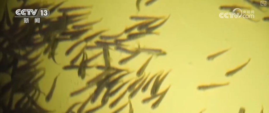 突破!耕海牧渔为“蓝色粮仓”强“芯” 筑牢“海洋经济”根基 突破!耕海牧渔为“蓝色粮仓”强“芯” 筑牢“海洋经济”根基