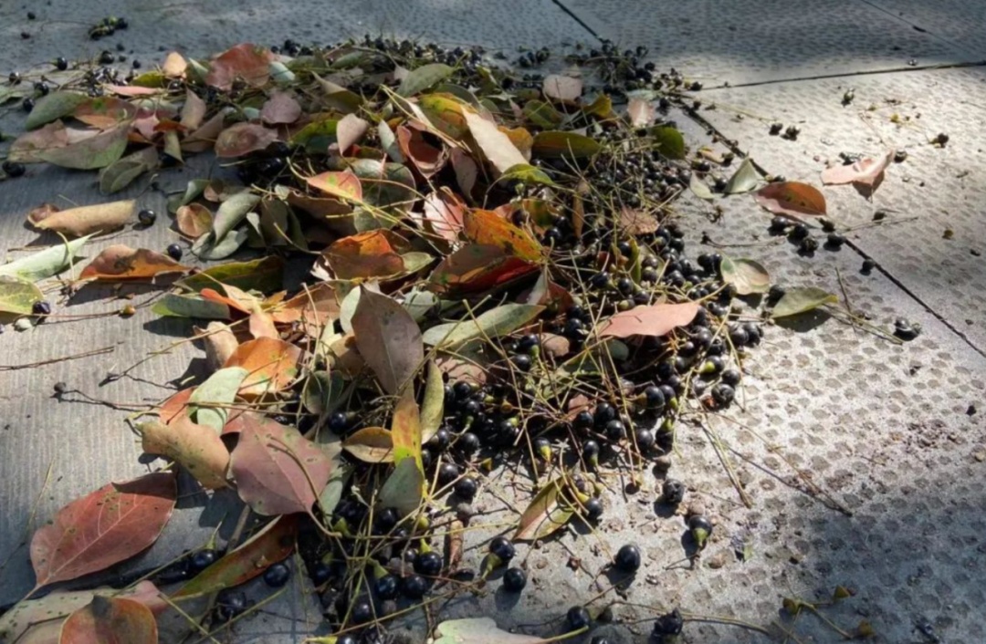 不要捏！不要踩！上海街头小区正大量出现 不少人已中招