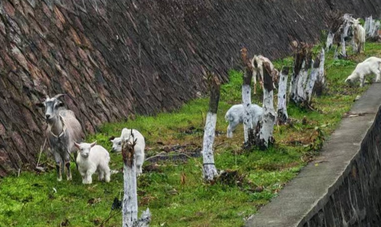 杭州高速上，十几只羊突然出现在护栏边！民警紧急化身“牧羊人”，把羊群赶到安全区域