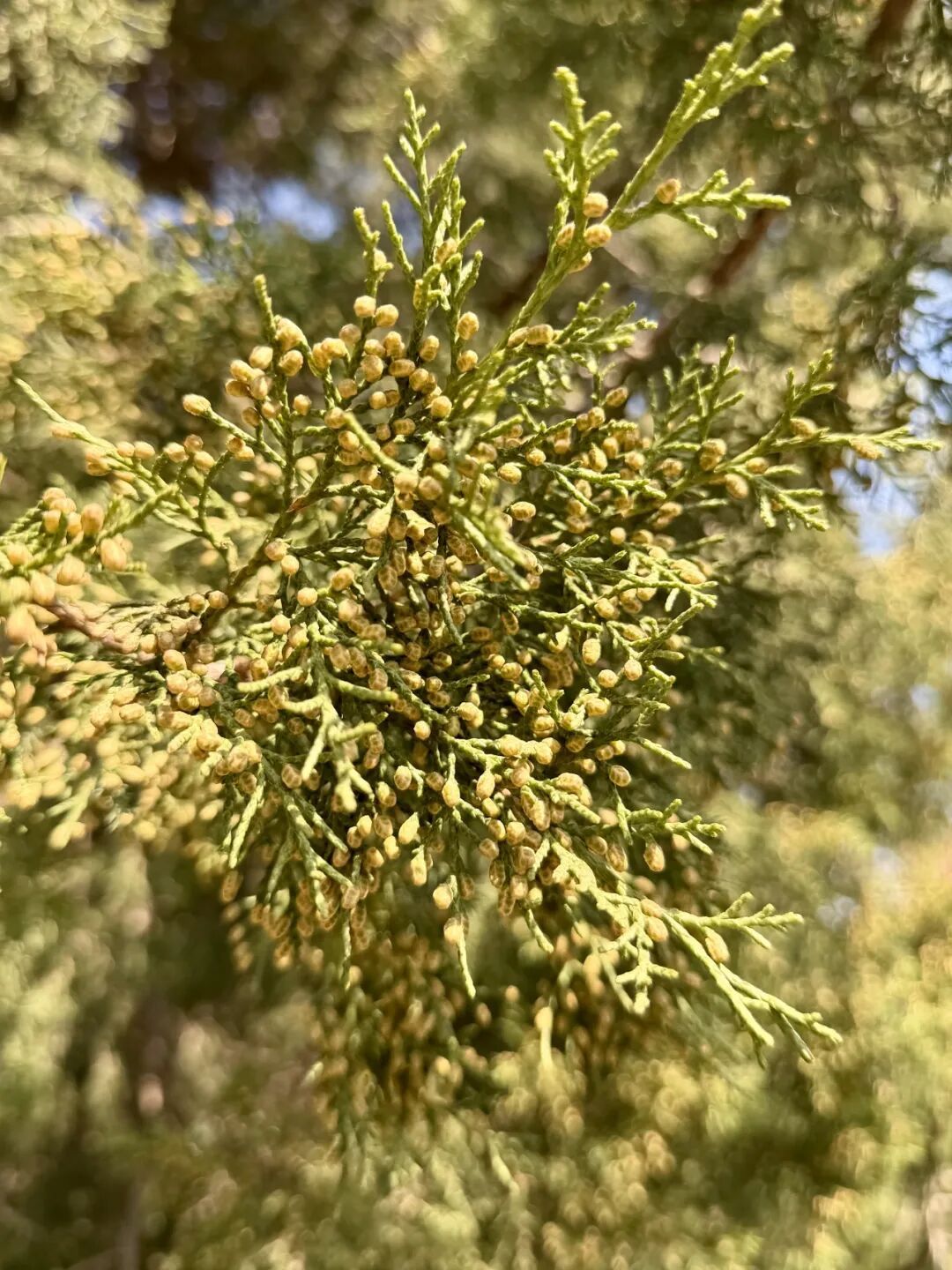 致敏花粉高发期到来！今年防治有“妙招”——