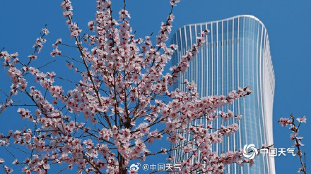 北京CBD高楼邂逅桃花