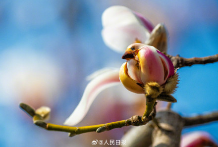 春日氛围组上线！被春日的小鸟玉兰可爱到了