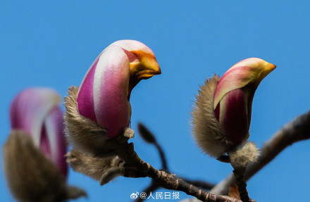 春日氛围组上线！被春日的小鸟玉兰可爱到了