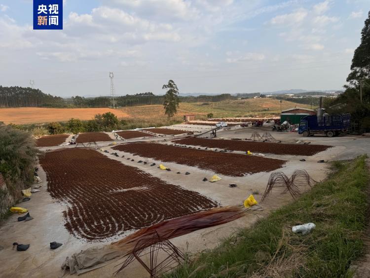 广西南宁“超硫八角”屡禁不止 “剂量红线”为何被轻易突破？