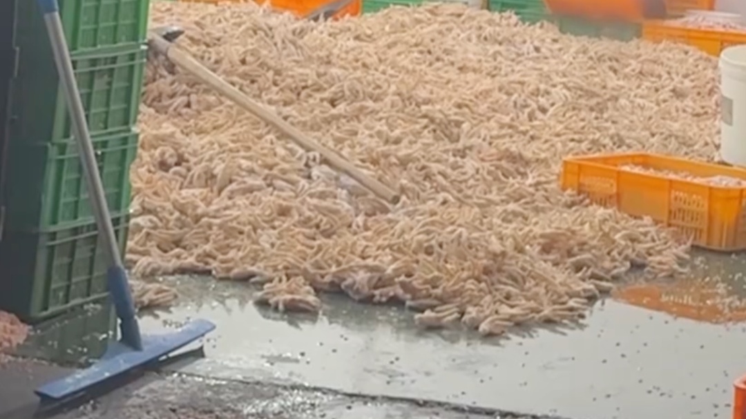 网红鸡爪竟是双氧水“漂白”的！车间腥臭，脚踩鸡爪继续用…工人：从来不吃