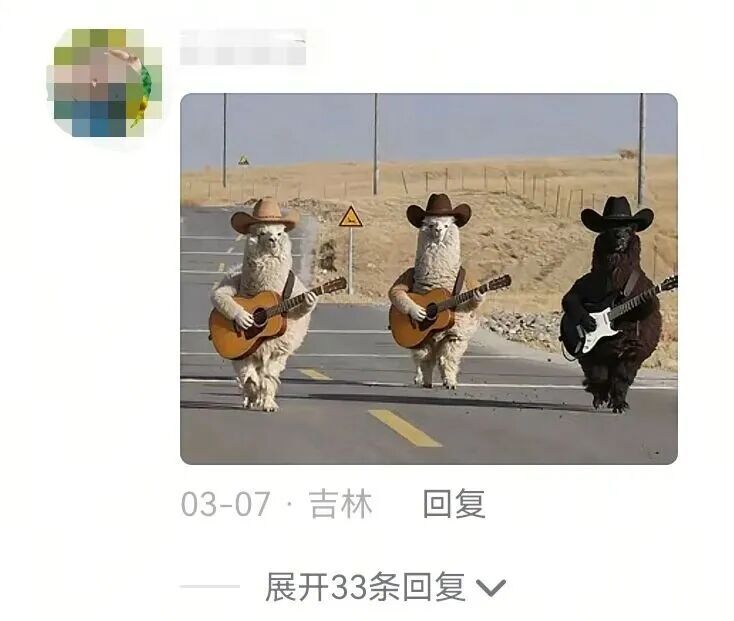 游客在新疆偶遇羊驼“三剑客”！评论区热闹了