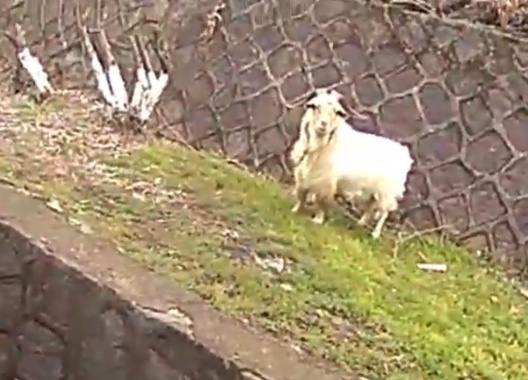 杭州高速上，十几只羊突然出现在护栏边！民警紧急化身“牧羊人”，把羊群赶到安全区域