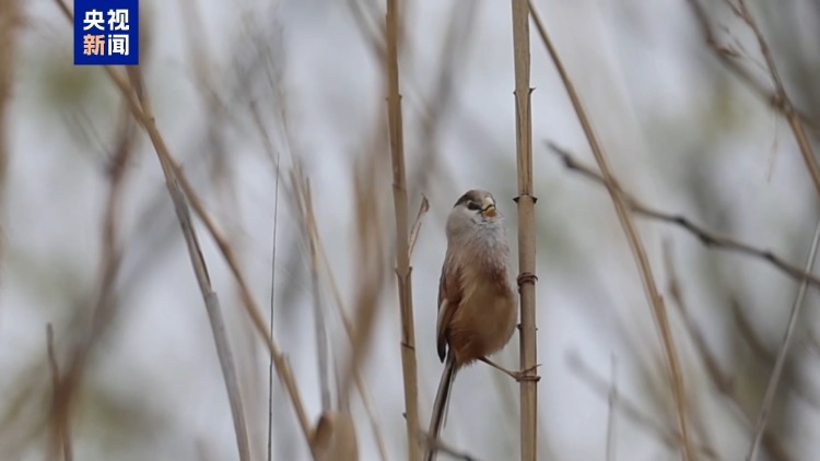 时隔9年 珍稀物种震旦鸦雀现身洛阳黄河湿地