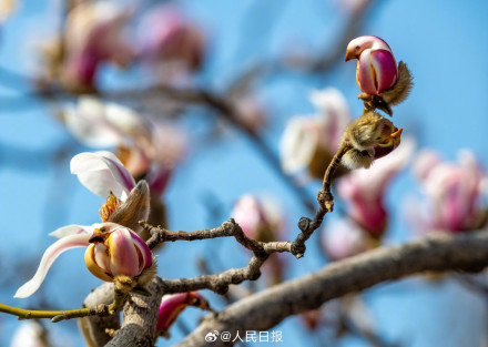 春日氛围组上线！被春日的小鸟玉兰可爱到了