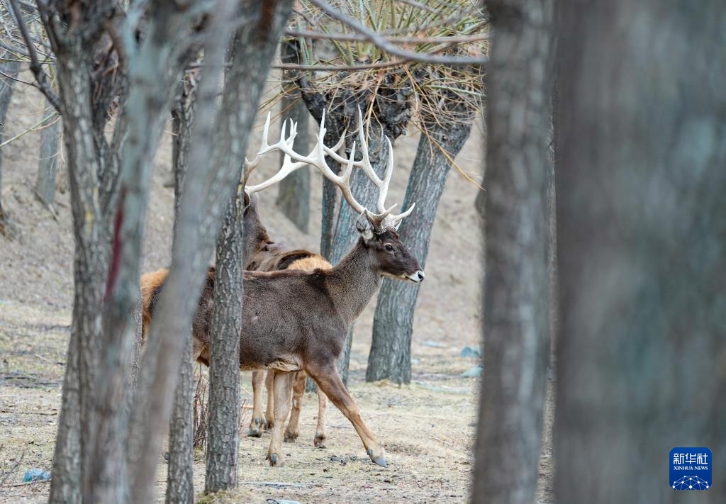 西藏山南:白唇鹿漫步山林 西藏山南:白唇鹿漫步山林