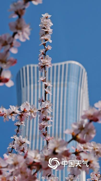 北京CBD高楼邂逅桃花