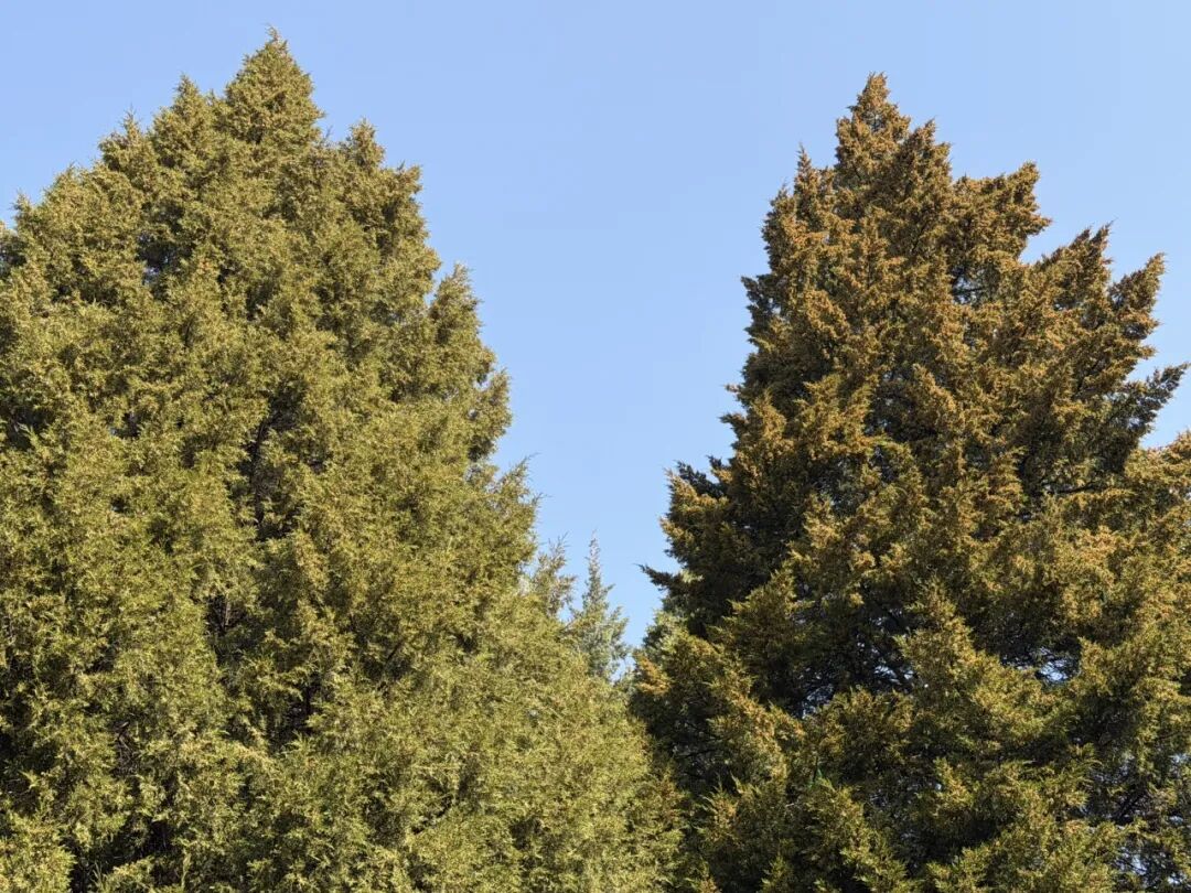 致敏花粉高发期到来！今年防治有“妙招”——