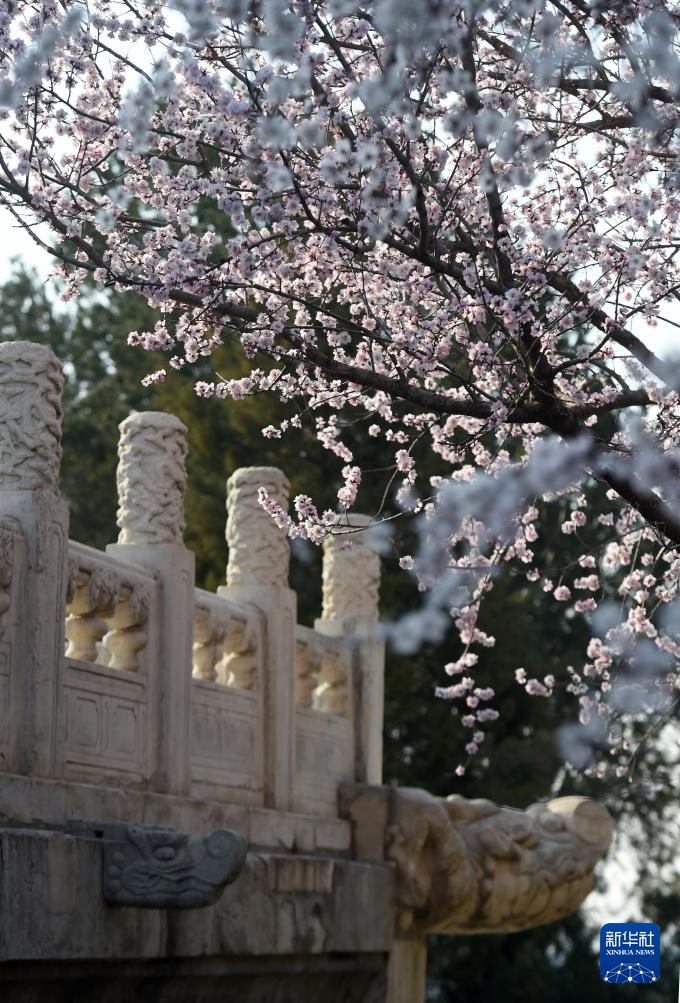 又见京城花满枝 又见京城花满枝