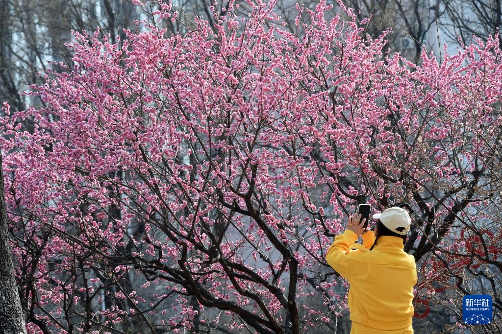 又见京城花满枝 又见京城花满枝