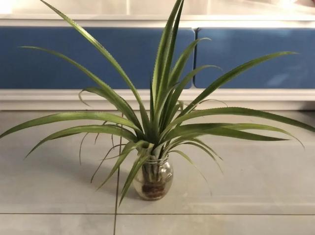 这种吃菠萝不扎嘴的方法，我不允许你不知道（不是泡盐水）