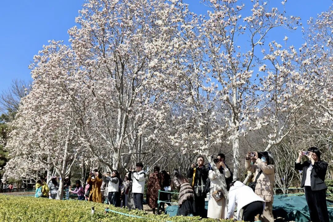 美美美！北京顶流玉兰已到最美观赏期，就在这里——