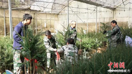 全球濒危植物百山祖冷杉启动单批最大规模野外回归种植