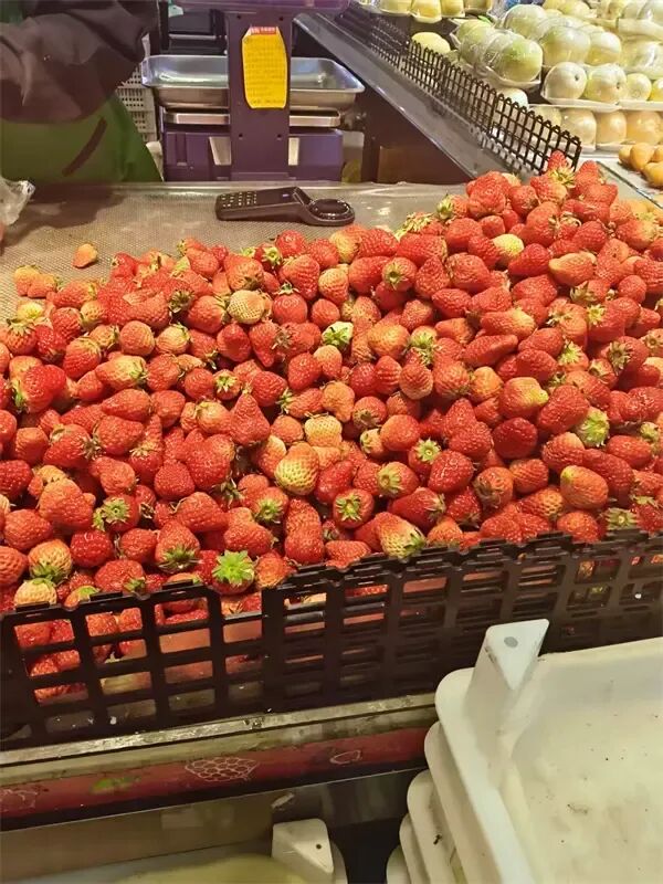 还没出正月，冰城散装小果草莓就跌破了5元/斤