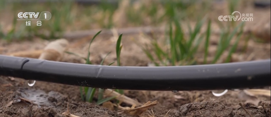 抢抓窗口期、提供“营养餐” 精细化田管为夏粮丰收按下“确认键” 抢抓窗口期、提供“营养餐” 精细化田管为夏粮丰收按下“确认键”