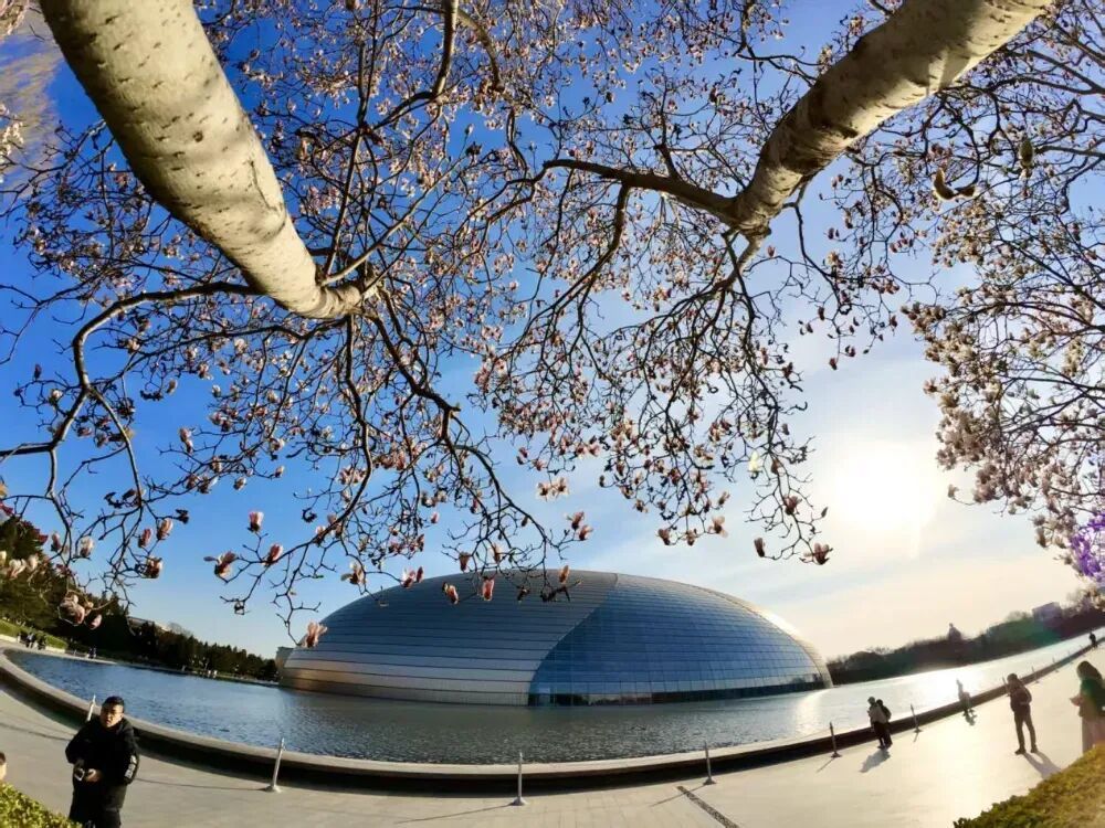 美美美！北京顶流玉兰已到最美观赏期，就在这里——