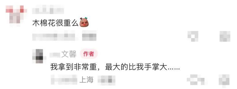 上海网友一句“想看”，广州女孩“千里送木棉”