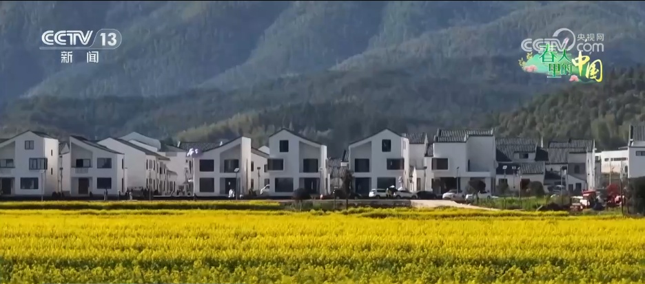 一片金色花海,把“春日流量”装进了村民的“钱袋子” 一片金色花海,把“春日流量”装进了村民的“钱袋子”