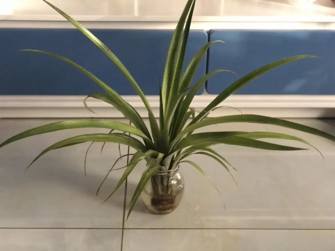 蝌学有方法丨这种吃菠萝不扎嘴的方法，我不允许你不知道（不是泡盐水）