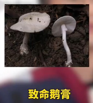 有剧毒，50g可致命！深圳已报告2起！疾控紧急提醒：不要采！不要吃