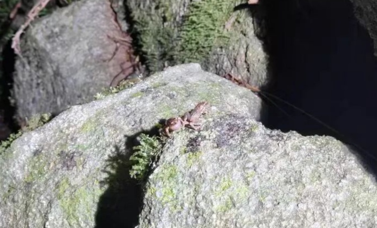 鳞皮小蟾、乐东蟾蜍两物种首次在海南万宁被发现