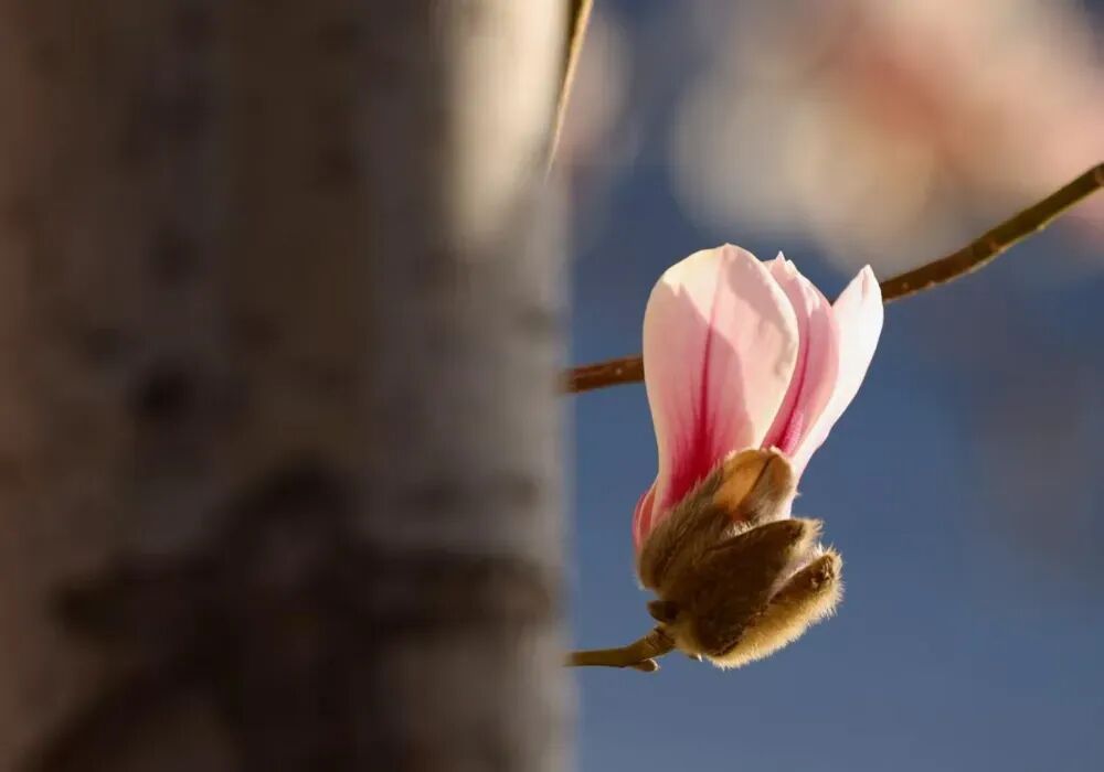 美美美！北京顶流玉兰已到最美观赏期，就在这里——