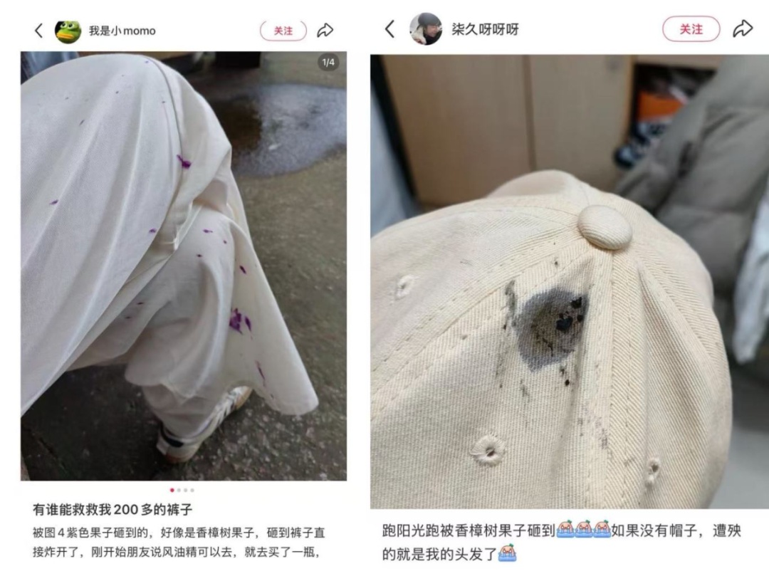 又来！上海街头大量出现，中招市民苦不堪言！将持续到4月，重要提醒