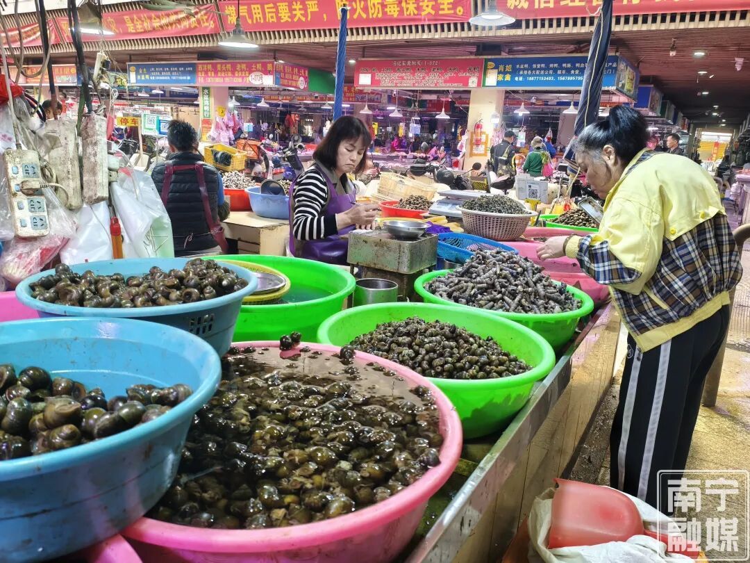 一口“鲜”掉眉毛！南宁青壳螺蛳抢“鲜”上市，价格很亲民