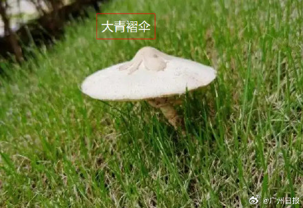广东一对夫妇采摘致命蘑菇食用中毒