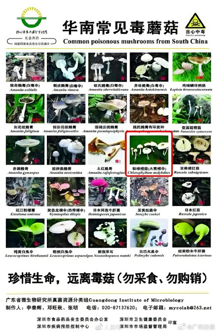 广东一对夫妇采摘致命蘑菇食用中毒