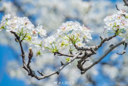 心旷神怡！梨花盛开似雪如云太美了
