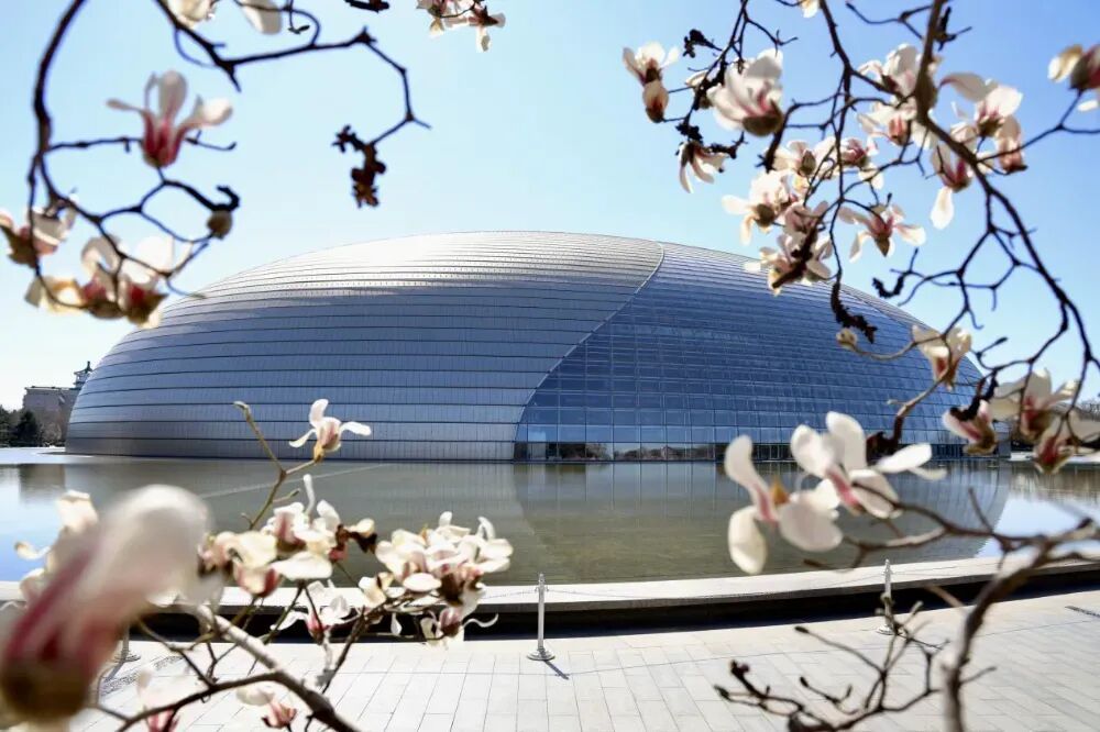 美美美！北京顶流玉兰已到最美观赏期，就在这里——