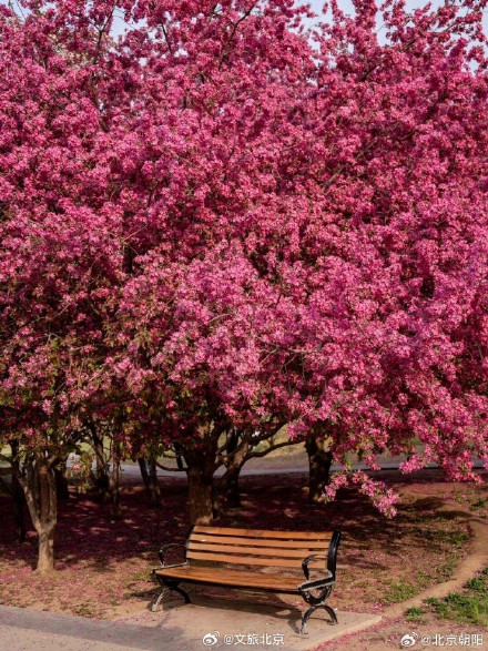 朝阳这处赏花顶流超出片！必拍必逛点位来了