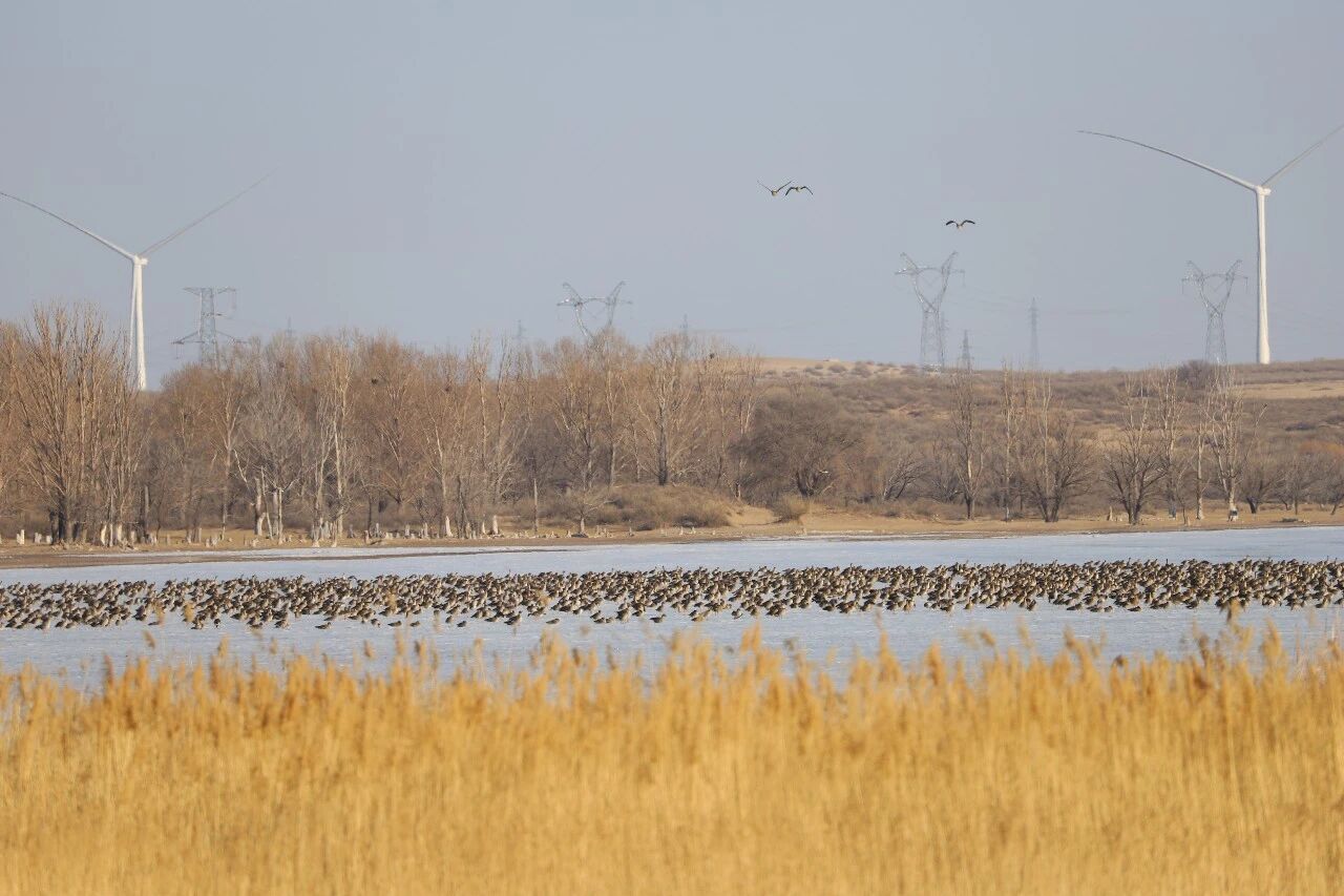 硬核护鸟，这波操作我服了