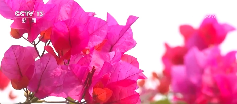 春日景色唤醒 “美丽经济” 赏花游成为农文旅消费新热点 春日景色唤醒 “美丽经济” 赏花游成为农文旅消费新热点