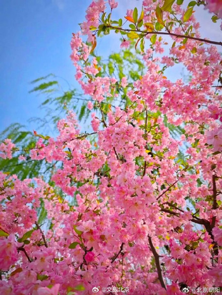 朝阳这处赏花顶流超出片！必拍必逛点位来了