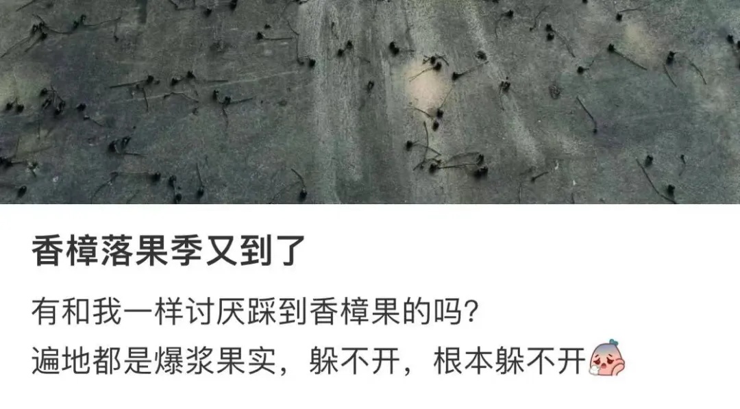 又来！上海街头大量出现，中招市民苦不堪言！将持续到4月，重要提醒