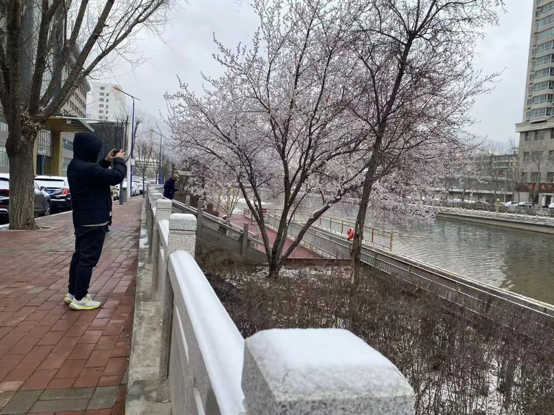 今天,雪中的西宁美成这样...... 今天,雪中的西宁美成这样......