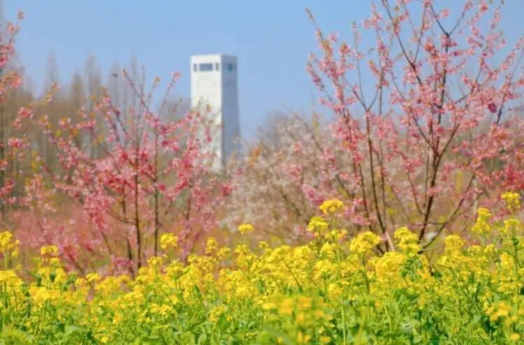 真躺着赚钱？崇明森林睡眠挑战赛招募，第一名“睡神”奖金3000元，却引发网友疑问...