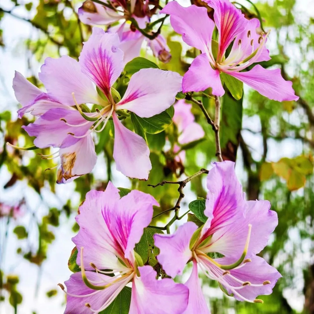 上海网友一句“想看”，广州女孩“千里送木棉”