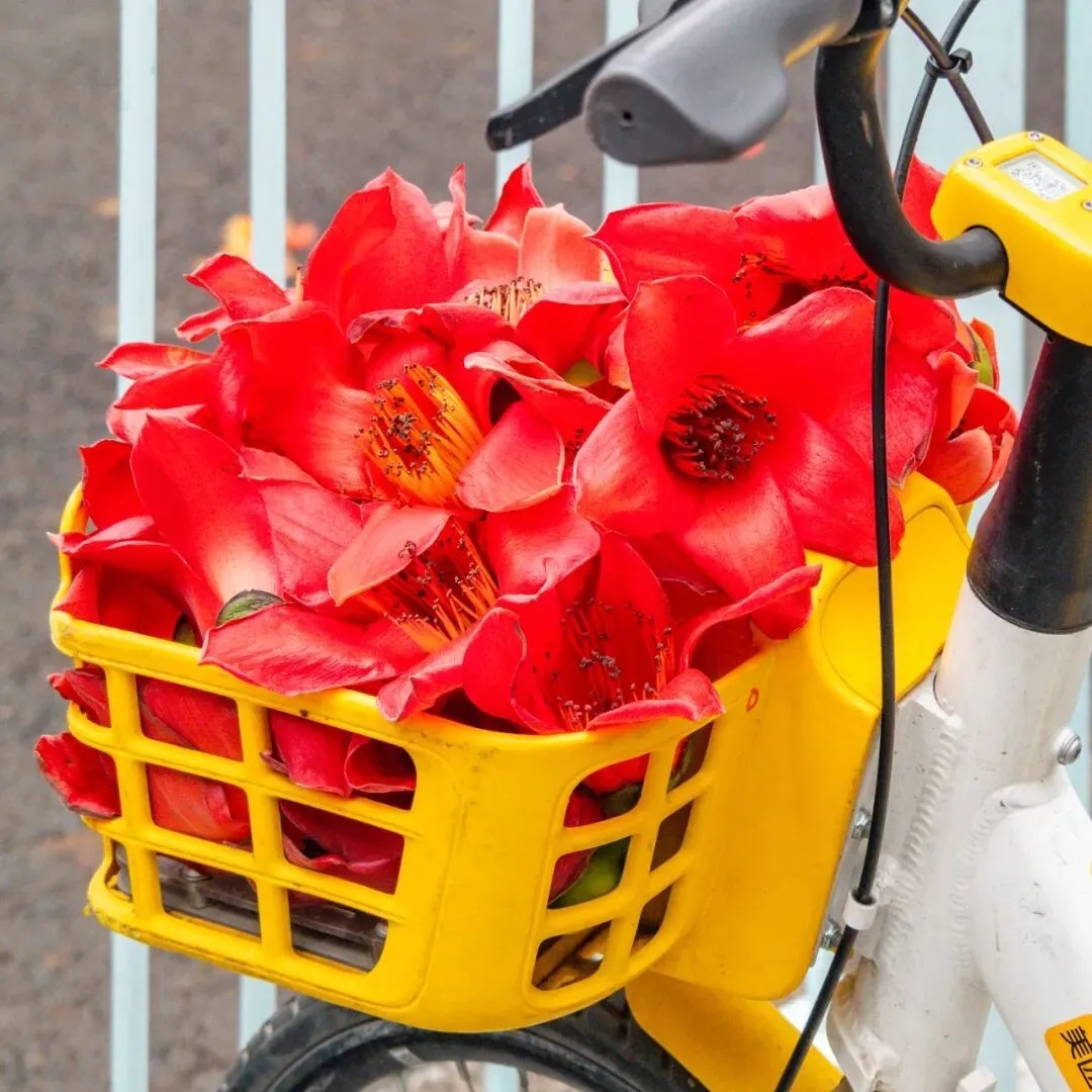 上海网友一句“想看”，广州女孩“千里送木棉”