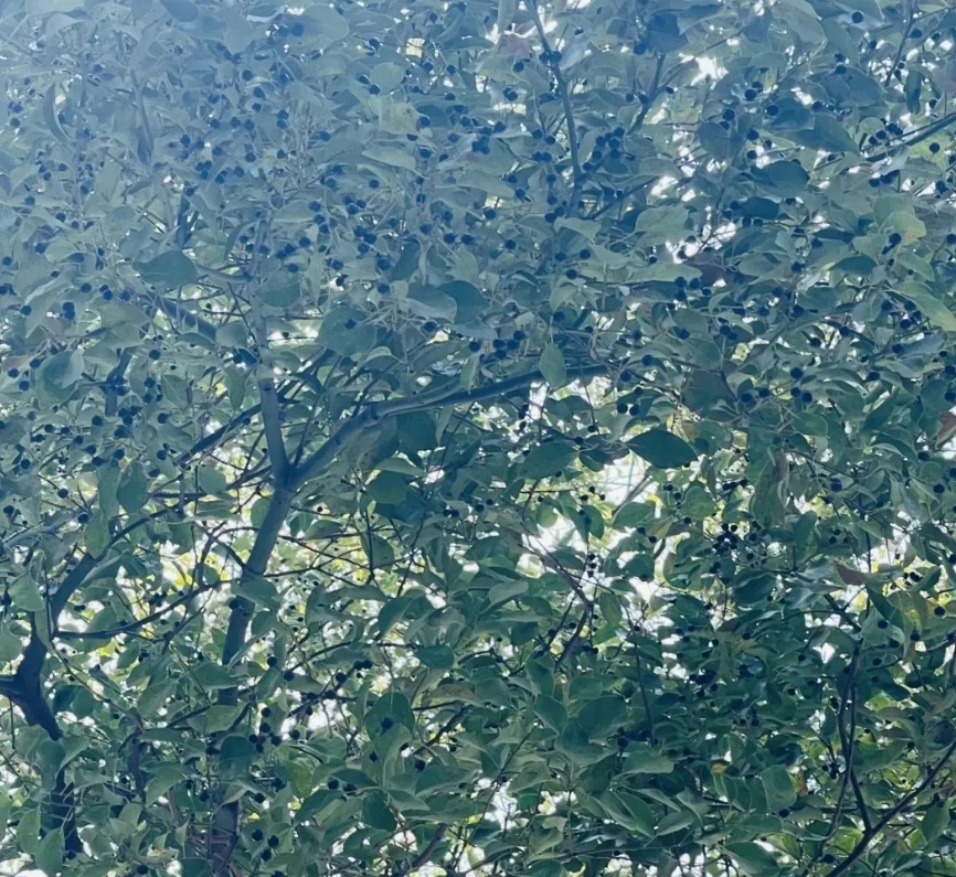 又来！上海街头大量出现，中招市民苦不堪言！将持续到4月，重要提醒