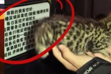 乘客遗落小猫，网约车司机等来“抚养权”，平台规定：72小时无人认领便可自行处理