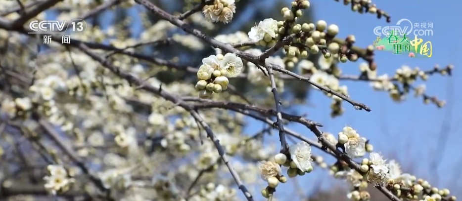 春日景色唤醒 “美丽经济” 赏花游成为农文旅消费新热点 春日景色唤醒 “美丽经济” 赏花游成为农文旅消费新热点