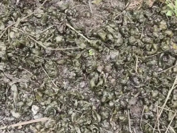 雨后才会出现，不少杭州人出门捡，有人蹲在地上一拣就是一桶