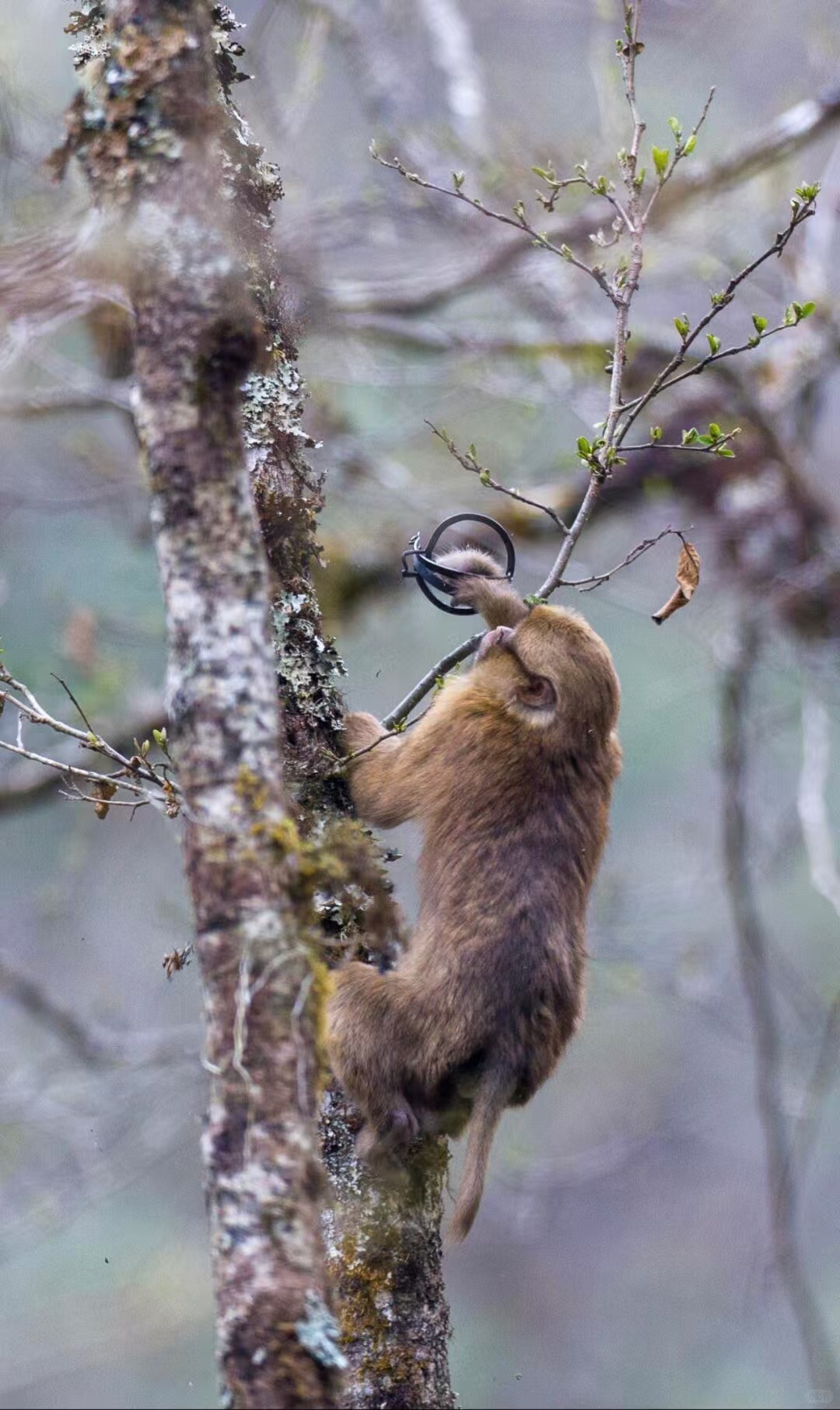 西藏墨脱一只白颊猕猴被捕兽夹夹住如 “戴手铐”，当地林草局称已安排专人处理